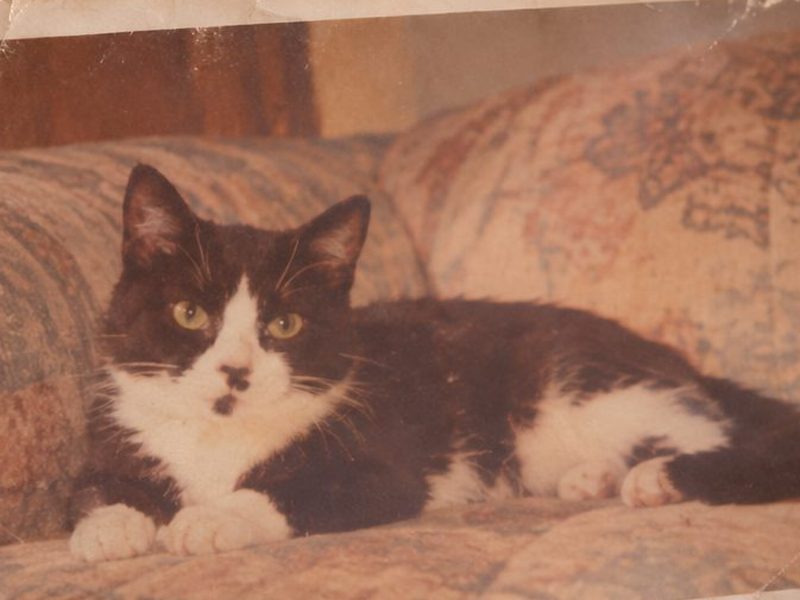 色あせて傷のある、昔の猫の写真