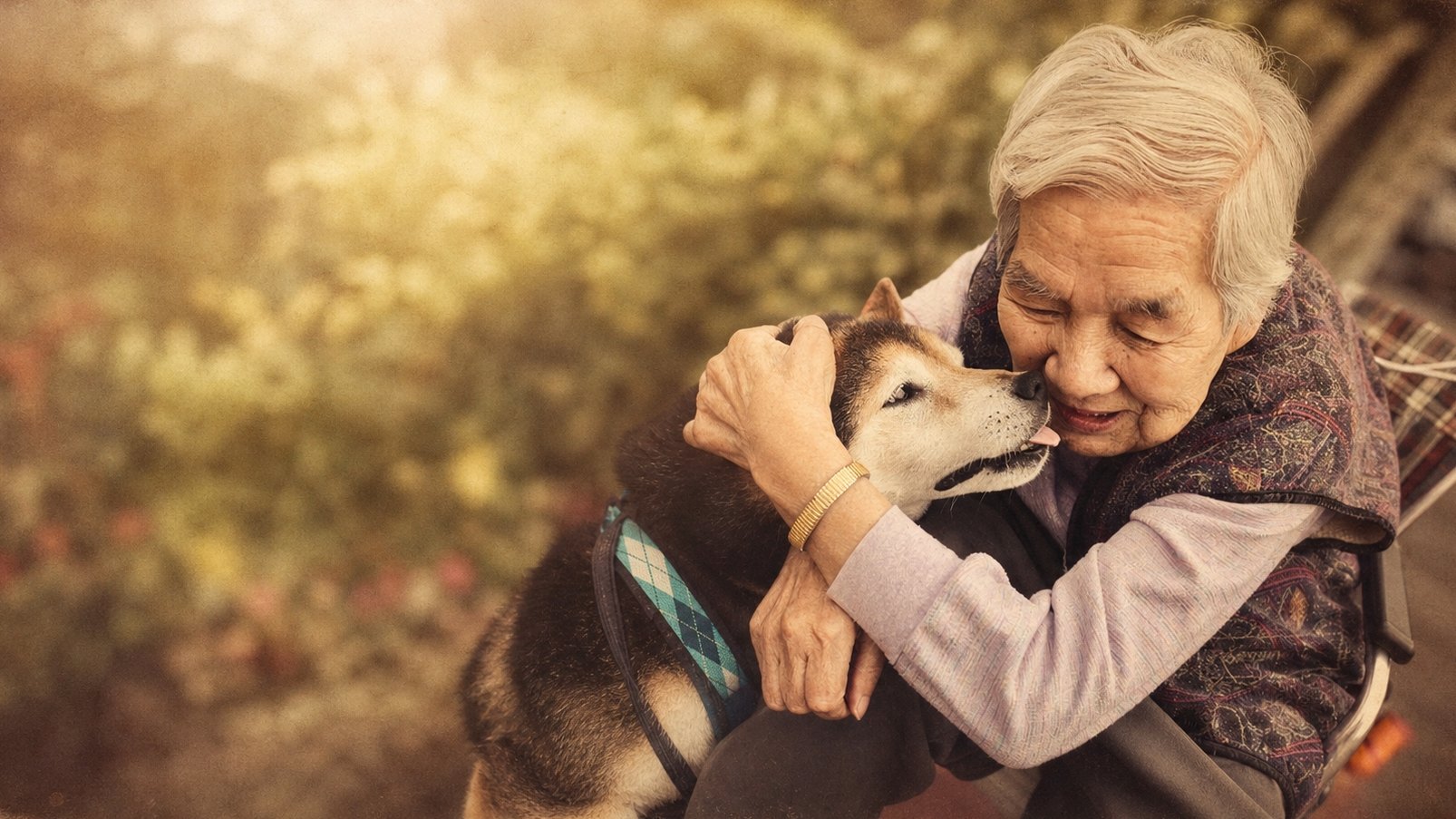庭先で柴犬に頬をなめられて笑う年配の女性