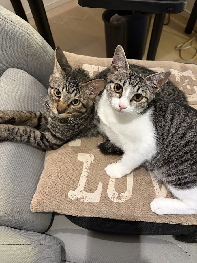 保護猫の譲渡会から迎えた、わが家の2匹